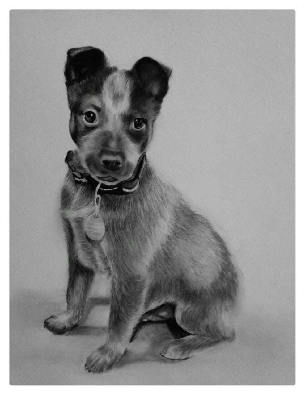 Pet Portrait