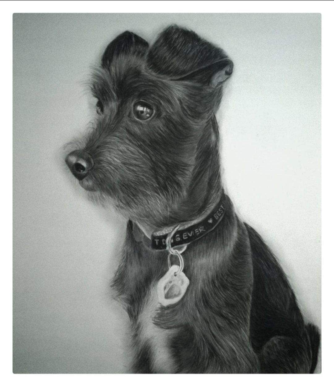 Pet Portrait