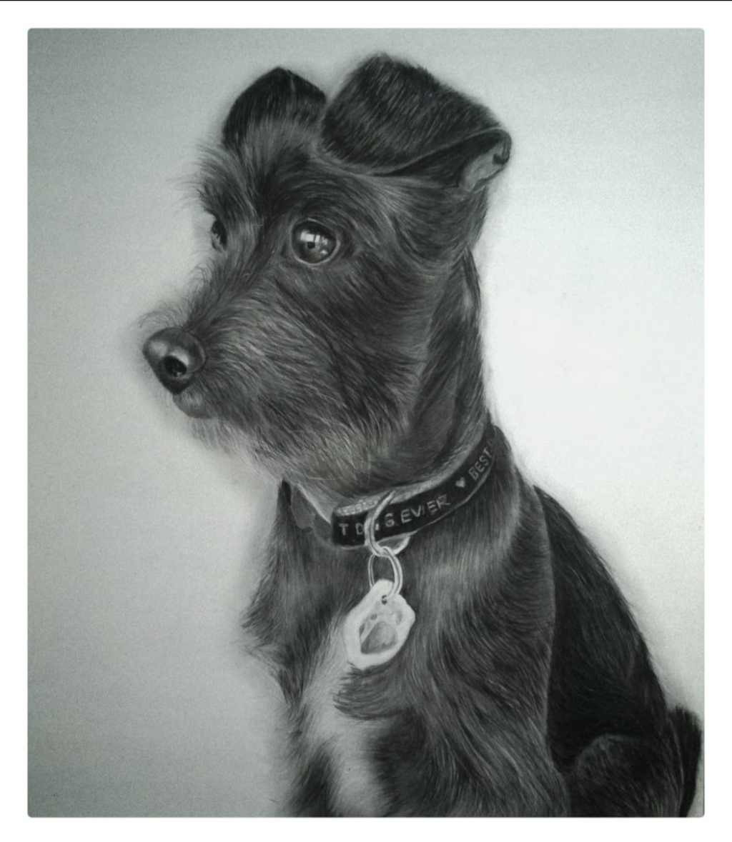 Pet Portrait